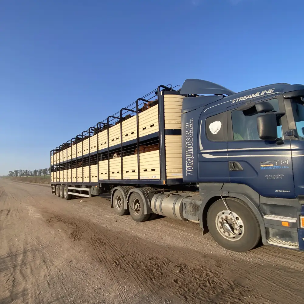 Jaulas novilleras doble piso